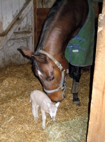 horse-with-a-baby-lamb-540x732