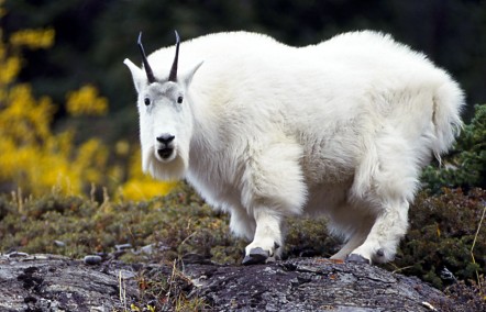 shocking-mountain-goat
