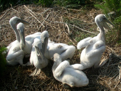 Baby pelicans 1 7 01 08